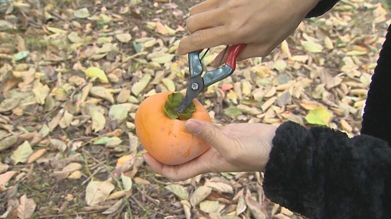 枝の切り方に特徴が