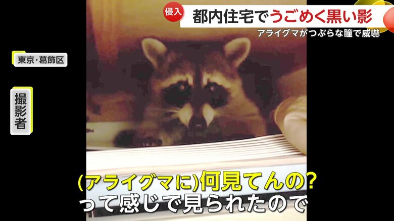 困惑する撮影者の目の前に現れたのは正真正銘のアライグマ