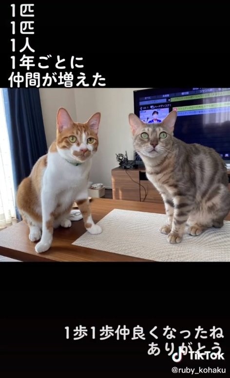 左が琥珀くん、右がルビーちゃん。