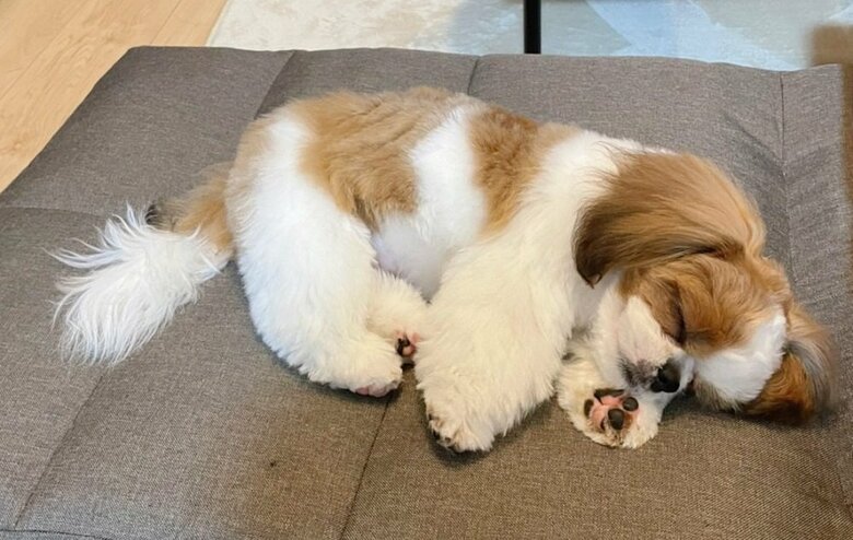 初めてのトリミングで疲れて寝てしまった（生後5カ月ごろ）