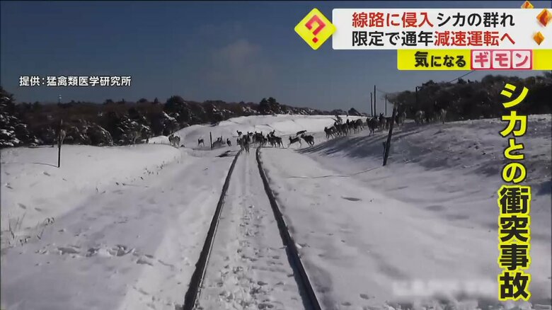 JR花咲線の線路を横断するシカの群れ