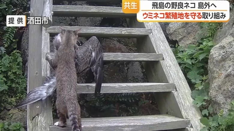 飛島では、ネコがウミネコを捕食する様子がたびたび目撃されていた