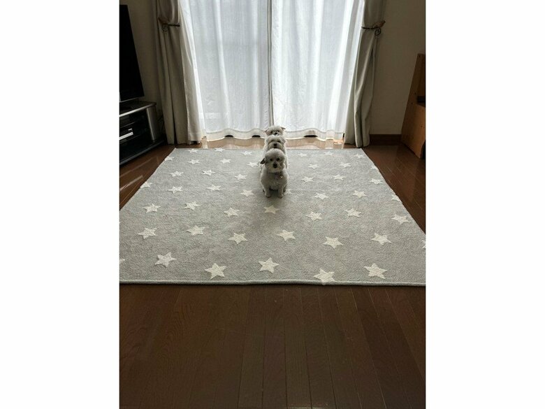 Xに投稿された一列に並んだ様子（画像：飼い主さん提供）