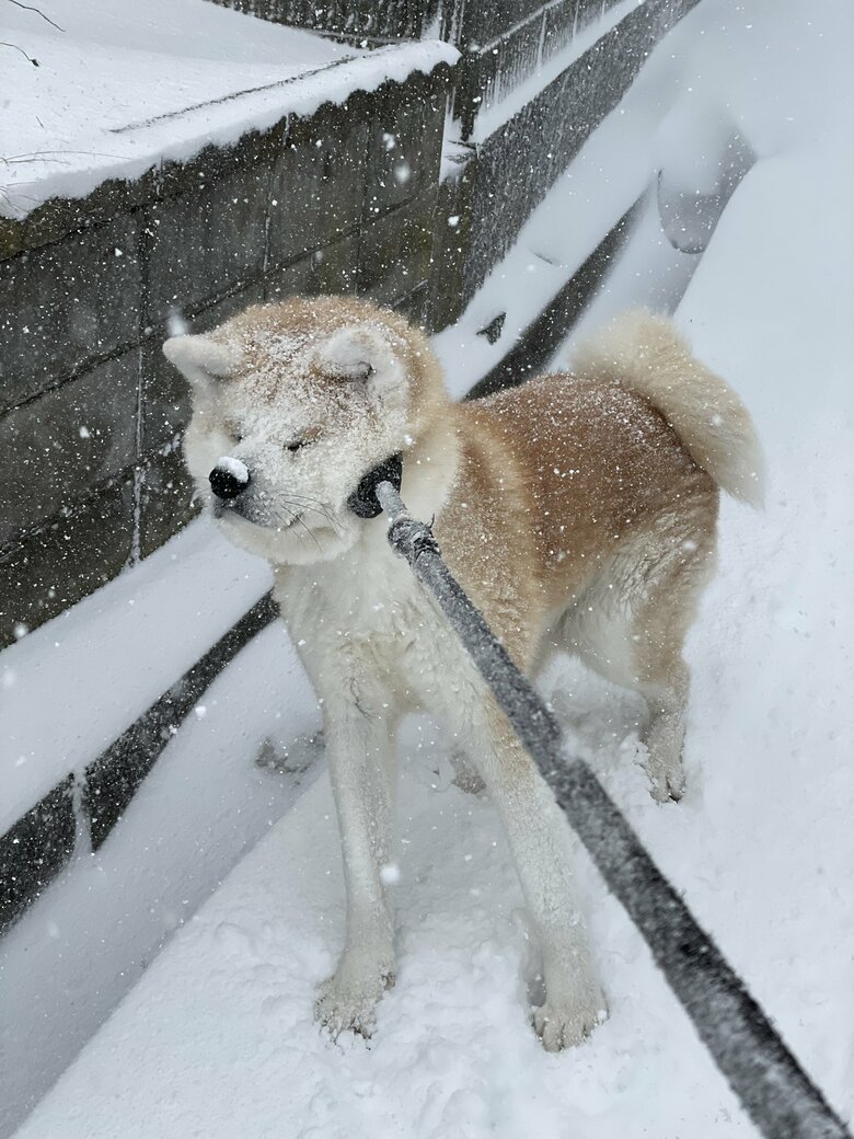 すぐ家なのに拒否（提供：秋田犬 五元(イモト)さん）