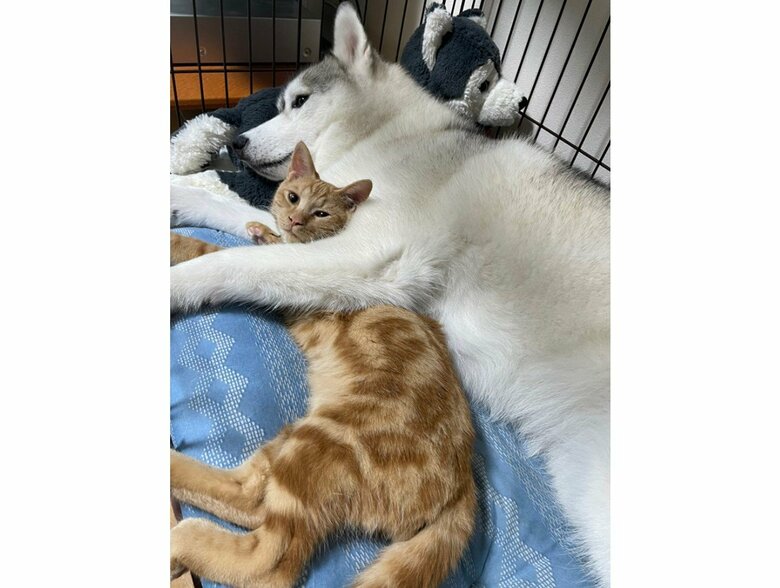 提供：かもしかさん