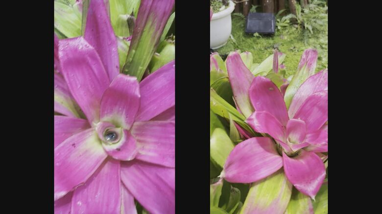 秋葉区役所の職員が撮影（左）、スマミーさんが撮影（右）