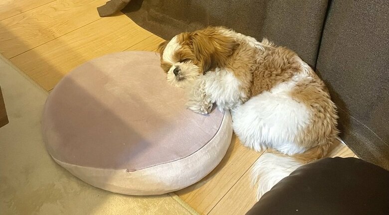 飼い主さんの座布団を枕に爆睡