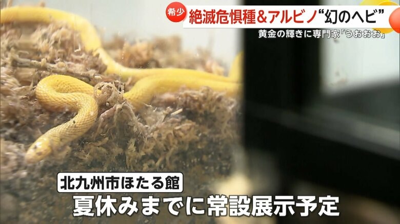 「北九州市ほたる館」で展示される幻のヘビ