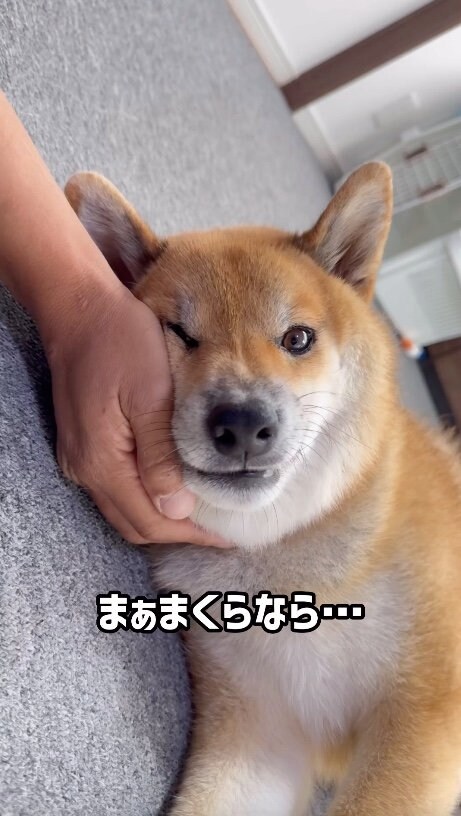 提供：柴犬ぽてとさん