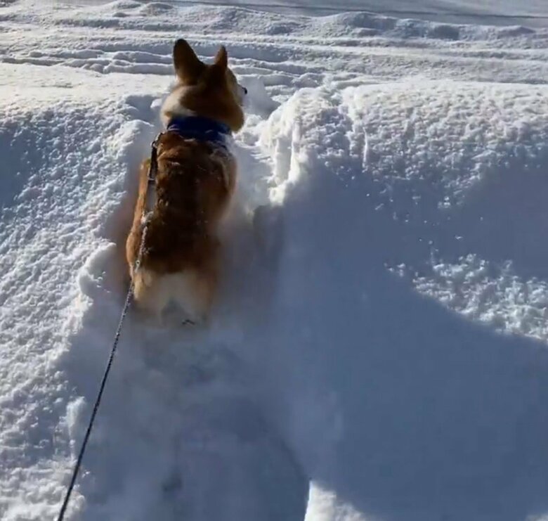 スタスタ進み帰るようだ（提供：むぎん家＠きよらさん）