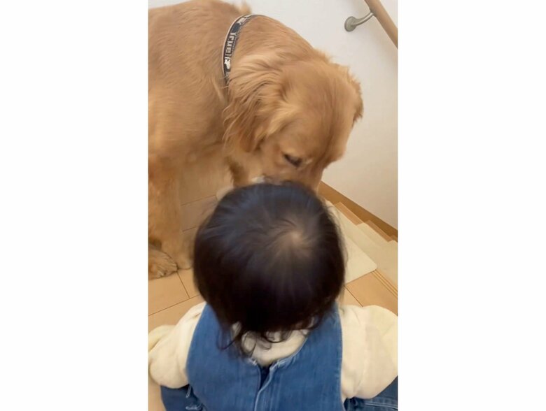 ダメだよ！と顔を寄せて教えている（提供：＠_golden_rajahさん）