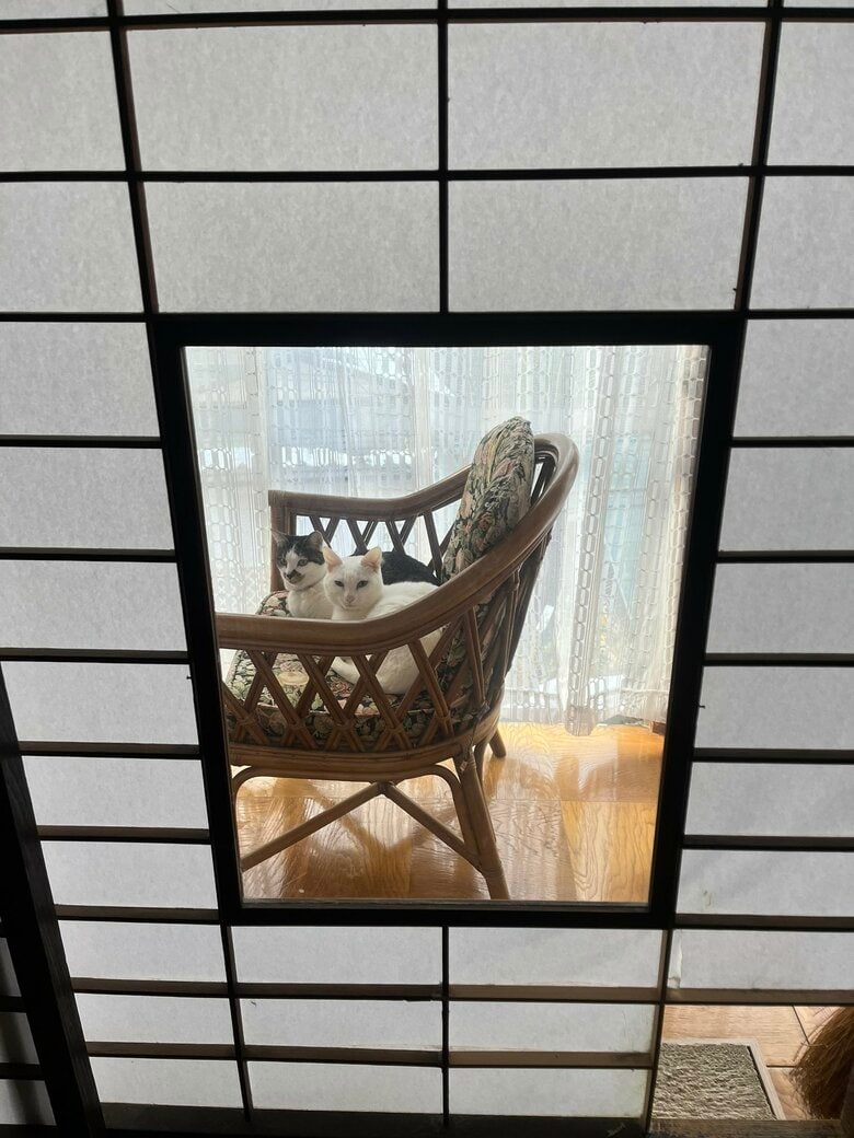 仲良し　奥：幸子ちゃん　手前：福夫くん（提供：いのうえもんぺさん）