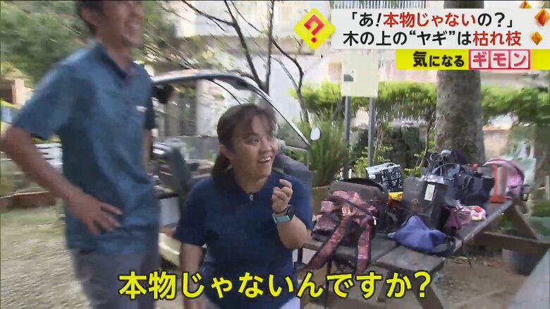 ヤギにそっくりな“枯れ枝”に驚く来館者