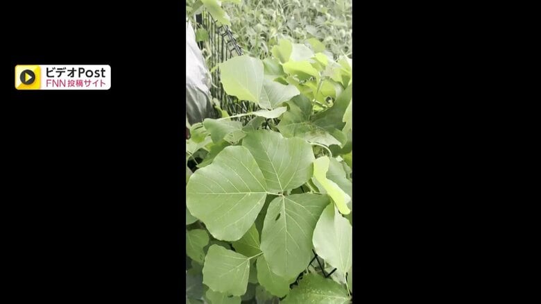 空き地から大量の草が侵食している様子