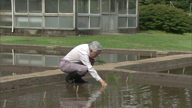 皇居内の水田で田植えをされる陛下