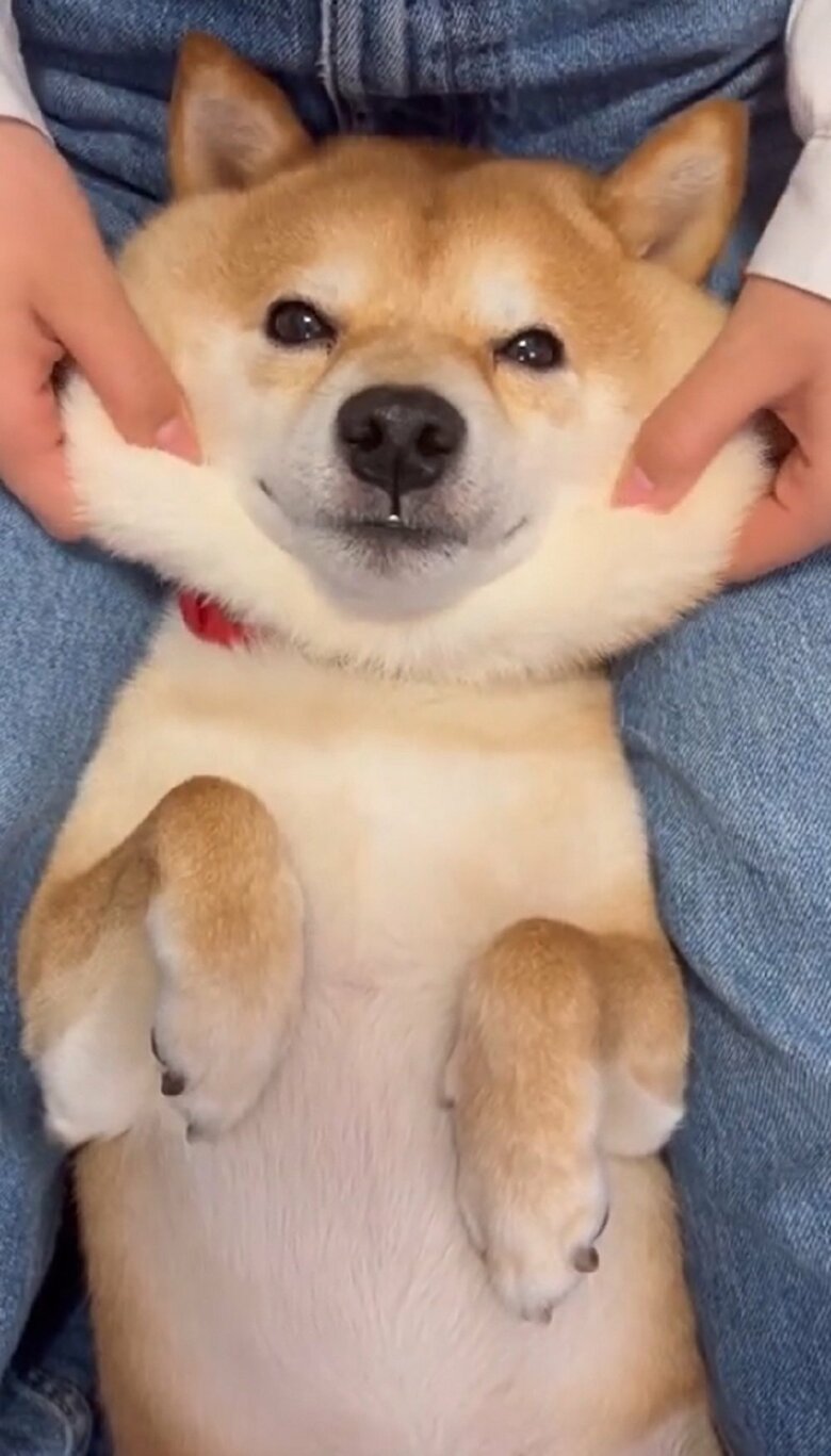 モチモチほっぺの豆千代くん