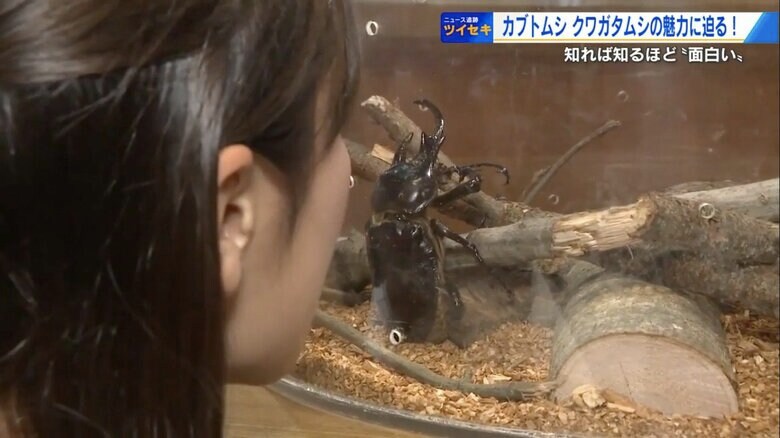 カブトムシの“におい”を嗅ぐ辰巳麗キャスター