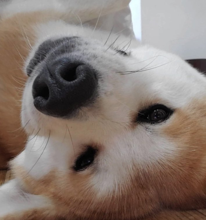 提供：秋田犬 杏(あん)と蓮(れん)さん