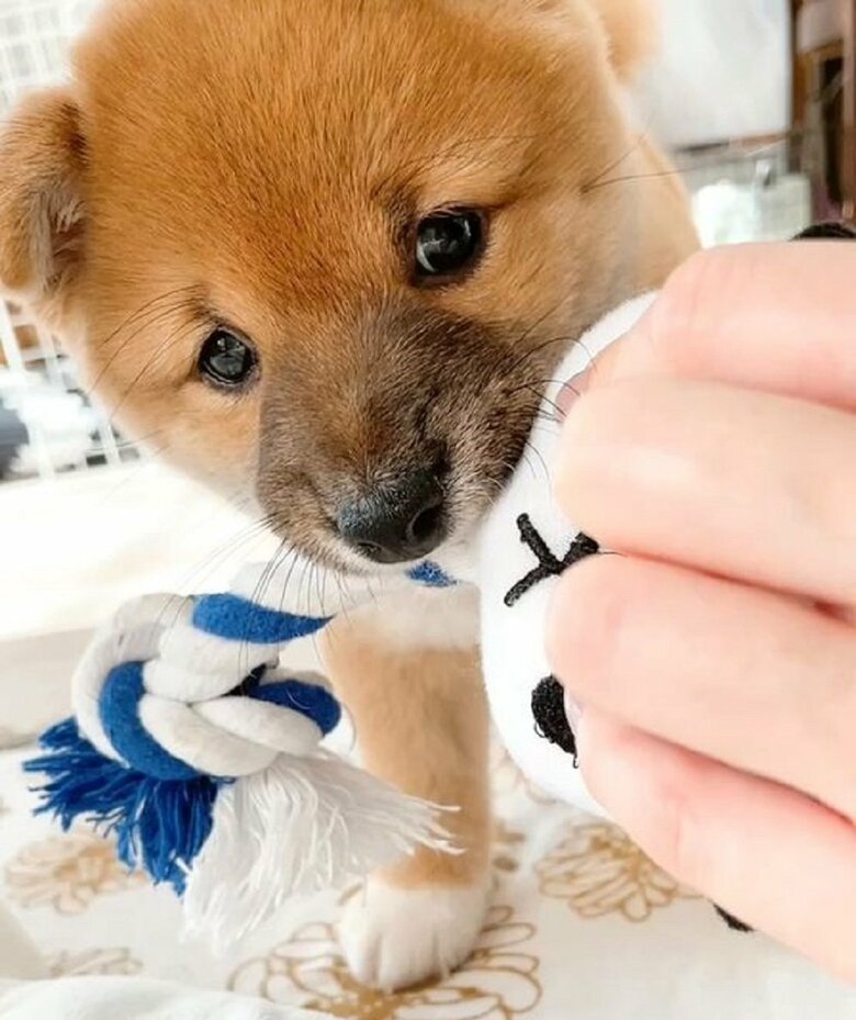 お耳が立っていないパピー時代