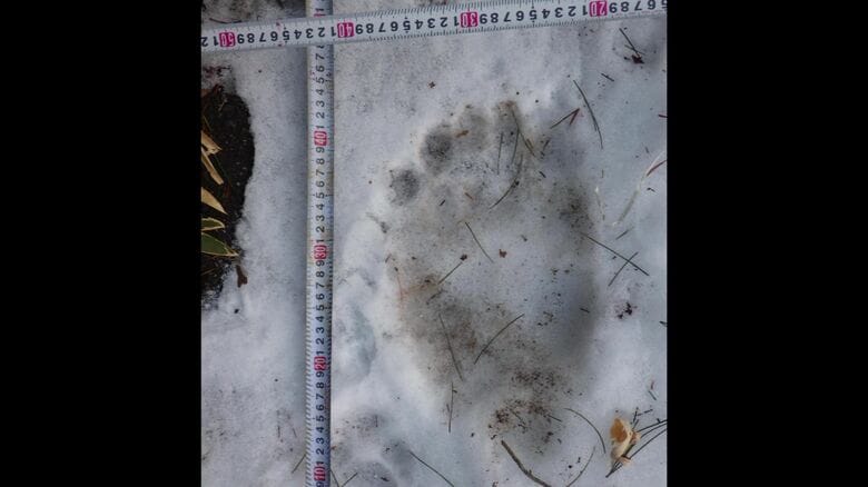 1月1日、厚岸町で見つかったクマの足跡（提供:道警）