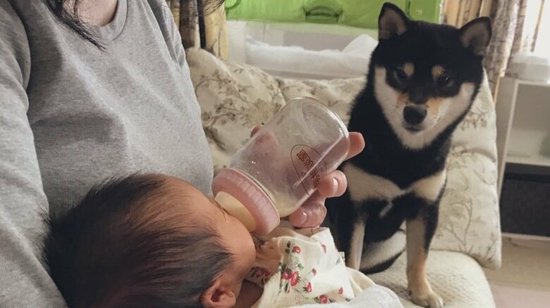 娘さんがミルクを飲むのを見守るという