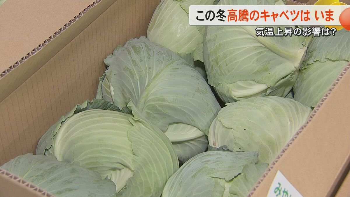 まだ高い」「少しは安くなった」キャベツ価格は春キャベツが出回り