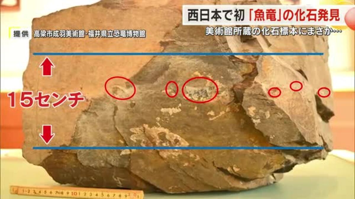 高梁市成羽美術館で展示していた岩石の中に約2億2000万年前の「魚