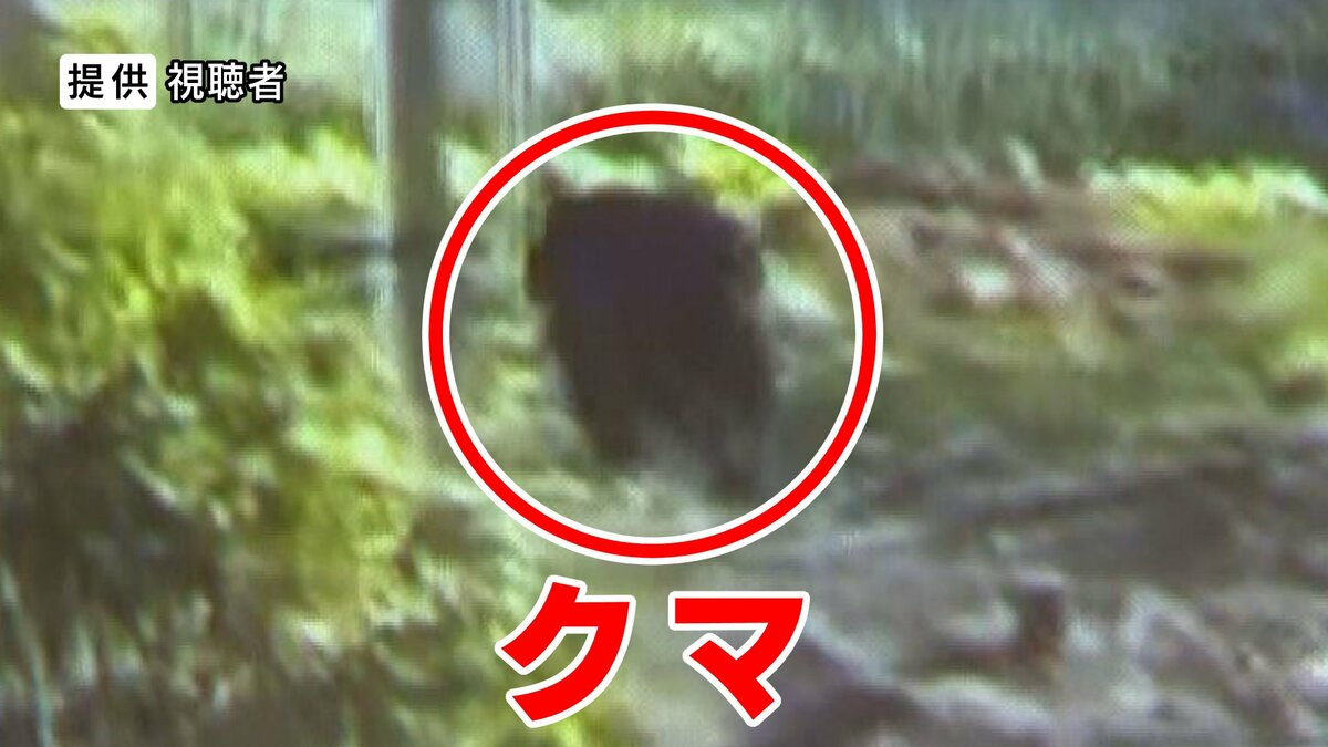 クマが庭をうろうろ…住宅街で目撃相次ぐ 体長約1mの成獣か 警察官が