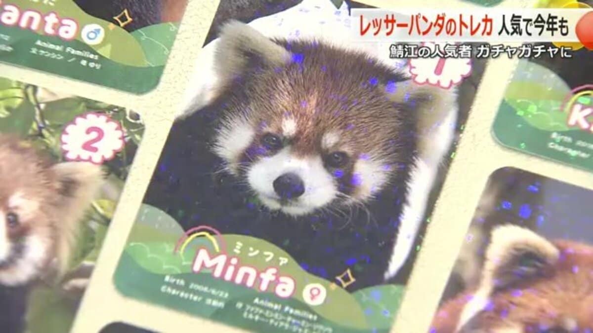 レアカードに「震える！」レッサーパンダの“聖地”でトレカ販売 “推し