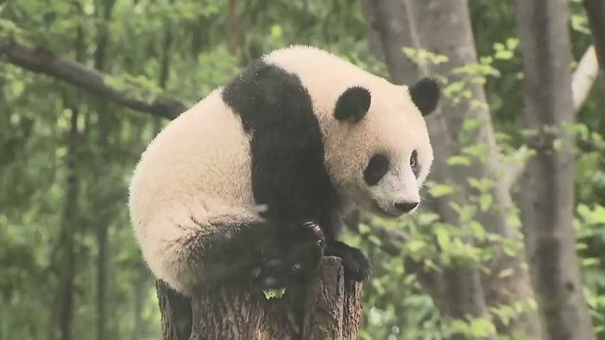 シャンシャン 1歳おめでとう ところで 父親パンダのこと憶えてますか パパはつらいよ