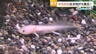 週末どう？見た目でドキッ、触れてほっこり　思わず推したくなる！？「キモかわ生き物展」（鳥取・米子市）