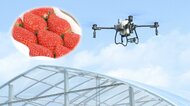 クリスマスケーキに”イチゴ不在”の日がやってくる？　救世主はドローン　活用は畜産の分野にも