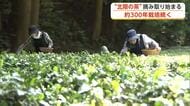 北限のお茶「檜山茶」、茶葉の摘み取り始まる　江戸時代から栽培続く　販売開始は6月中旬　秋田・能代市