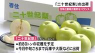 秋の味覚「二十世紀梨」が出荷最盛期　今年は昨年より大玉で糖度もしっかり　約80トン収穫へ　兵庫・香美町