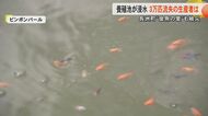 「金魚が逃げた」記録的大雨で日本有数の金魚の産地・長洲町で金魚が養殖池から流失　約3万匹の金魚を失った生産者も