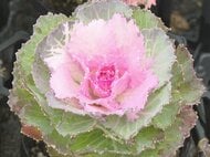 正月の門松飾りに…『葉牡丹』の出荷作業が最盛期 高温の影響で色づき遅れるも例年通りの出来栄えに 三重県紀北町