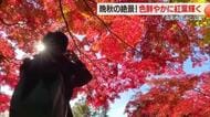 赤・黄・オレンジ もみじ公園の紅葉見ごろ　池を囲むヤマモミジ中心に鮮やかに色づく　山形
