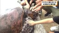「かわいい」「そんなに重くない」ウミガメの赤ちゃんと触れ合いも　子どもたちが水族館の仕事体験　和歌山・串本町