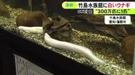“神の使い”として崇められることも…出現確率300万分の1とされる『白いウナギ』養鰻場で見つかり寄贈受けた水族館で展示