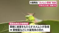 大量発生“カメムシ警報”発表　平年の20倍を捕獲　大量飛来の前に防除を