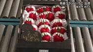 大粒で甘ーい高級ブランドいちご　『 糖蜜使用のこだわりいちご』出荷最盛期【熊本】