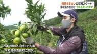 極早生ミカンの収穫始まる 全国有数のミカンどころ・宇和島市吉田町 例年より約1週間早く【愛媛】