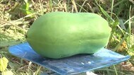 「野菜として需要高まる」青パパイヤ 冷涼な日野町ならではの特産品に期待(鳥取県)
