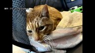 「なんで捨てたの?」里親探す猫カフェにネコを置き去り　防犯カメラが捉えた一部始終【佐賀発】