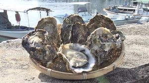 「空飛ぶカキ」首都圏で‟広島産カキ”鮮度アピール…コロナ禍で減便の中、佐川急便とJALが空輸力増強