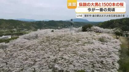 【中継動画】桜名所・曽於市「弥五郎どん」周辺 1500本が満開に　ライトアップは4月15日まで