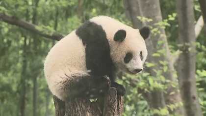 【速報】上野動物園パンダ「シャンシャン」来年2月21日 中国に返還決定　東京都