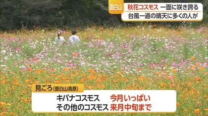 台風一過の好天・面白山高原コスモスベルグで100万本のコスモス見ごろ　山形市