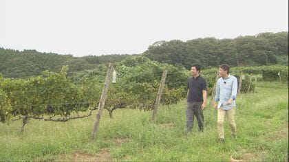 大災害を乗り越え実ったブドウ　豪雨に見舞われた輪島のハイディワイナリー　「大自然が相手。うまくいかないことなんてたくさんある」