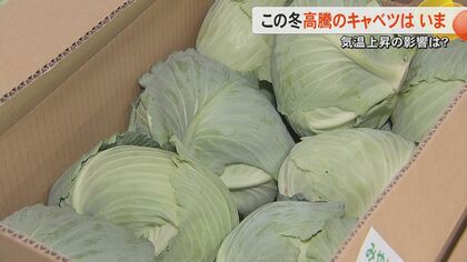 「まだ高い」「少しは安くなった」キャベツ価格は春キャベツが出回り落ち着くも例年より高め　レタスやトマトも徐々に値下がり